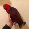 Suri — 4-Month-Old Female Eclectus Parrot