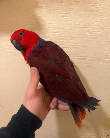 Suri — 4-Month-Old Female Eclectus Parrot