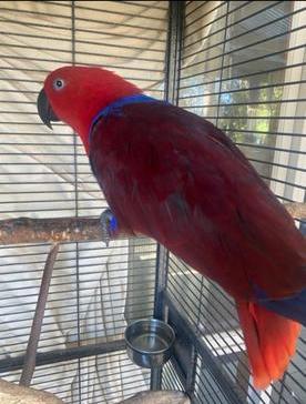 Suri — 4-Month-Old Female Eclectus Parrot