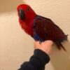 Suri — 4-Month-Old Female Eclectus Parrot