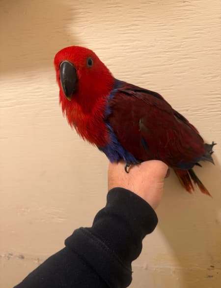 Suri — 4-Month-Old Female Eclectus Parrot