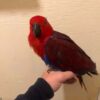 Suri — 4-Month-Old Female Eclectus Parrot
