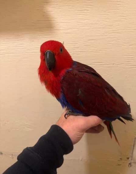 Suri — 4-Month-Old Female Eclectus Parrot