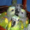 Adopt baby blue-fronted Amazon parrots today!