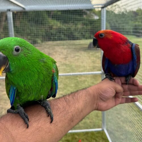 Take Home an Eclectus Baby in Ann Arbor, Michigan