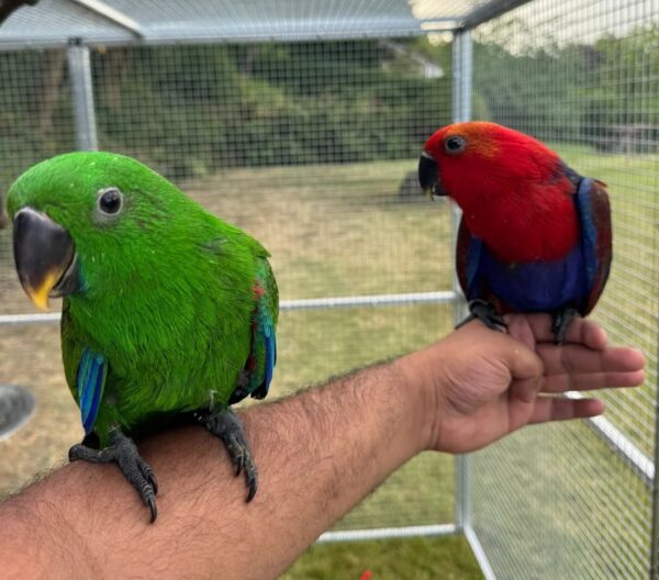Take Home an Eclectus Baby in Ann Arbor, Michigan