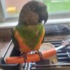 Healthy Senegal Parrot for Sale