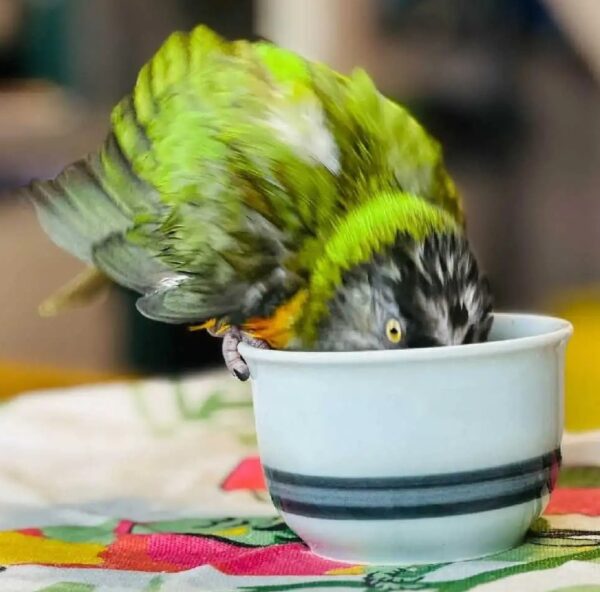 1.2 Senegal Meet Merlin — Friendly Senegal male Parrot