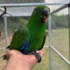 Simo & Kane — Hand-Reared Eclectus Parrot Babies