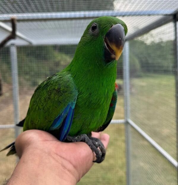 Simo & Kane — Hand-Reared Eclectus Parrot Babies