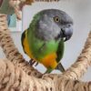 1.3 Senegal Meet Merlin — Friendly Senegal male Parrot
