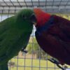 Simo & Kane — Hand-Reared Eclectus Parrot Babies