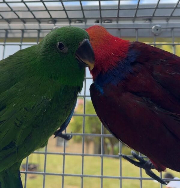 Simo & Kane — Hand-Reared Eclectus Parrot Babies
