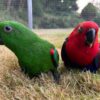 Simo & Kane — Hand-Reared Eclectus Parrot Babies