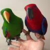 Find a Hand-Raised Eclectus Parrot in Hattiesburg, Mississippi
