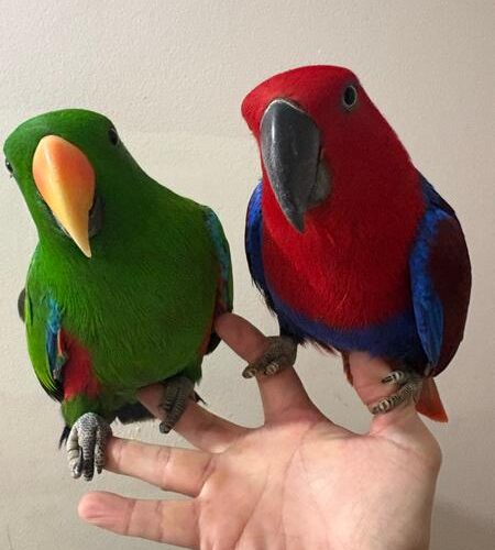 Find a Hand-Raised Eclectus Parrot in Hattiesburg, Mississippi