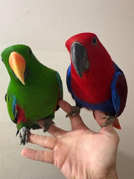 Find a Hand-Raised Eclectus Parrot in Hattiesburg, Mississippi