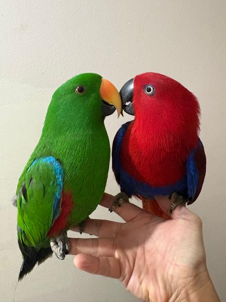 Semi-Tame Eclectus Parrot Pair — 6 Months Old