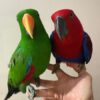 Semi-Tame Eclectus Parrot Pair — 6 Months Old
