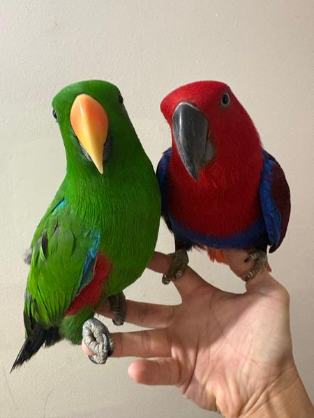 Semi-Tame Eclectus Parrot Pair — 6 Months Old