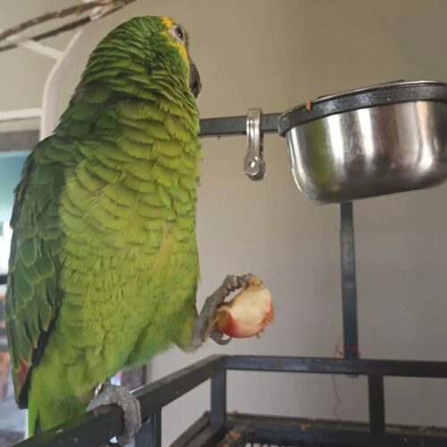 Buy an Amazon Parrot in Galena, Illinois Reserve a Female Amazon Parrot in Beaufort, South Carolina Welcome an Amazon Parrot Home in Moab, Utah Bring Home an Amazon Parrot from Ashland, Oreg