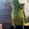 1-Year-Old Female Amazon Parrot