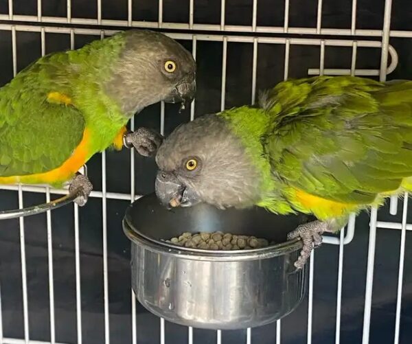 Reserve Senegal Parrots in Decorah, Iowa Welcome a Senegal Parrot Pair in Eureka, Missouri Rehome a Senegal Parrot Pair in Ashland, Oregon Choose Bonded Senegal Parrots in Beaufort, South Carolina Take Home a Senegal Pair in Galena, Illinois Locate a Bonded Senegal Pair in Laramie, Wyoming Adopt Bonded Senegal Parrots in Taos, New Mexico