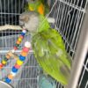 3.2 Bonded Pair Theo & Rosie — Healthy Bonded Senegal Parrot Breeding Pair