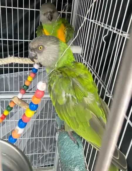 3.2 Bonded Pair Theo & Rosie — Healthy Bonded Senegal Parrot Breeding Pair