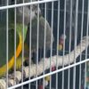 3.3 Bonded Pair Theo & Rosie — Healthy Bonded Senegal Parrot Breeding Pair