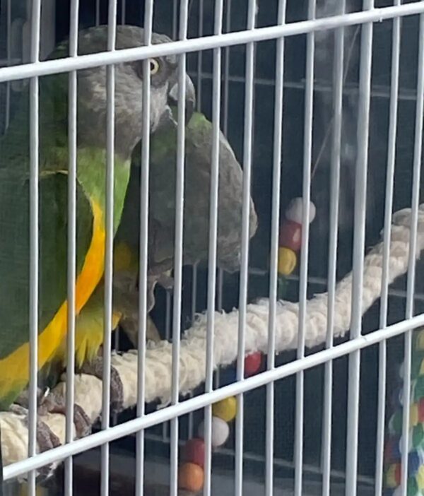 3.3 Bonded Pair Theo & Rosie — Healthy Bonded Senegal Parrot Breeding Pair