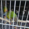 3.4 Bonded Pair Theo & Rosie — Healthy Bonded Senegal Parrot Breeding Pair