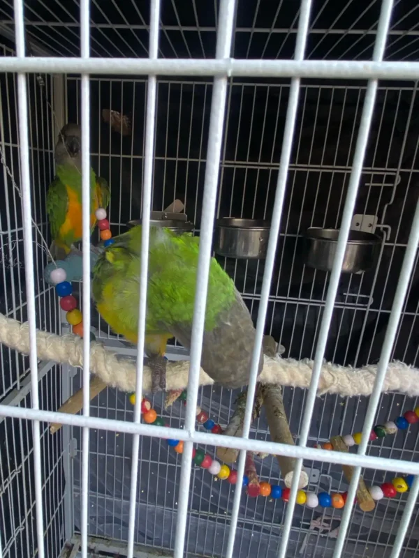3.4 Bonded Pair Theo & Rosie — Healthy Bonded Senegal Parrot Breeding Pair