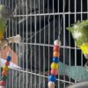 3.7 Bonded Pair Theo & Rosie — Healthy Bonded Senegal Parrot Breeding Pair