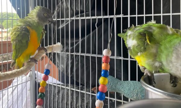 3.7 Bonded Pair Theo & Rosie — Healthy Bonded Senegal Parrot Breeding Pair