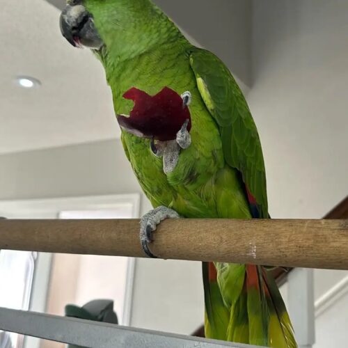 Locate a Yellow-Naped Amazon in Ashland, Oregon