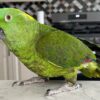 4.2 Amazon s Wawa — 4-Year-Old Yellow-Naped Amazon