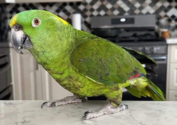 4.2 Amazon s Wawa — 4-Year-Old Yellow-Naped Amazon