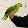 4.3 Amazon s Wawa — 4-Year-Old Yellow-Naped Amazon