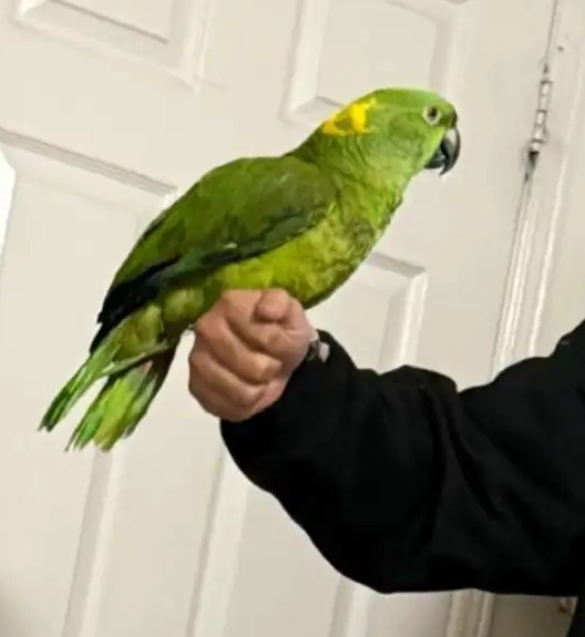 4.3 Amazon s Wawa — 4-Year-Old Yellow-Naped Amazon