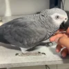 Welcome an African Grey in Madison, Wisconsin