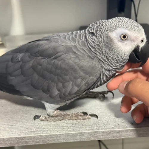 Welcome an African Grey in Madison, Wisconsin