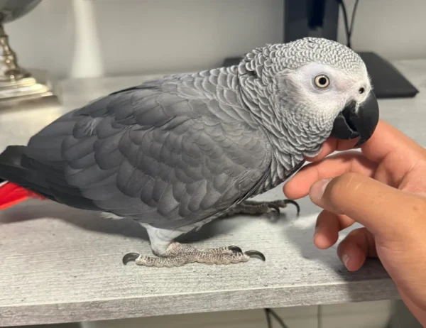Take Home an African Grey in Ann Arbor, Michigan Welcome an African Grey in Madison, Wisconsin