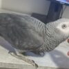 Locate an African Grey Parrot in Ithaca, New York Take Home an African Grey in Ann Arbor, Michigan