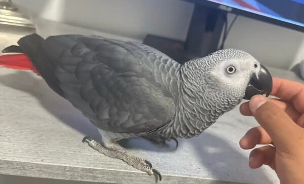 Locate an African Grey Parrot in Ithaca, New York Take Home an African Grey in Ann Arbor, Michigan