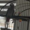 Take Home an African Grey in Ann Arbor, Michigan Bring Home an African Grey in Flagstaff, Arizona
