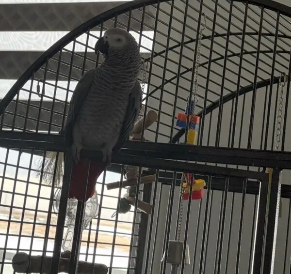 Take Home an African Grey in Ann Arbor, Michigan Bring Home an African Grey in Flagstaff, Arizona