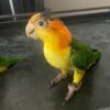 6.1 Caique Baby White-Bellied Caiques — Soon Ready for Their Forever Homes