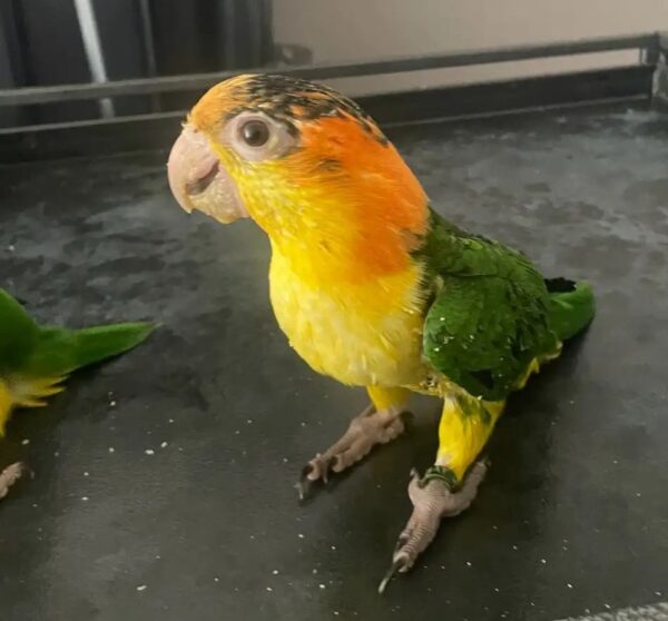 6.1 Caique Baby White-Bellied Caiques — Soon Ready for Their Forever Homes