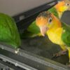6.2 Caique Baby White-Bellied Caiques — Soon Ready for Their Forever Homes